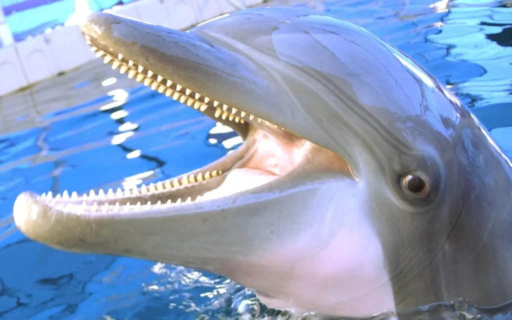 dolphin teeth